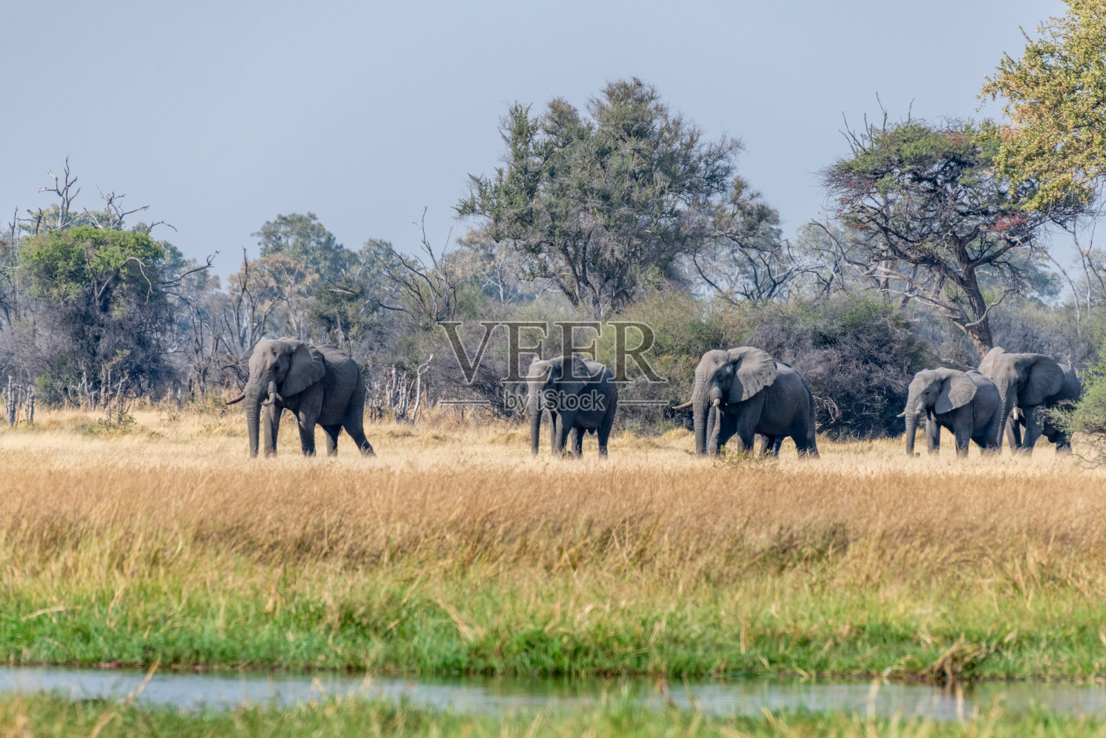 博茨瓦纳奥卡万戈三角洲莫雷米野生动物保护区的大象照片摄影图片