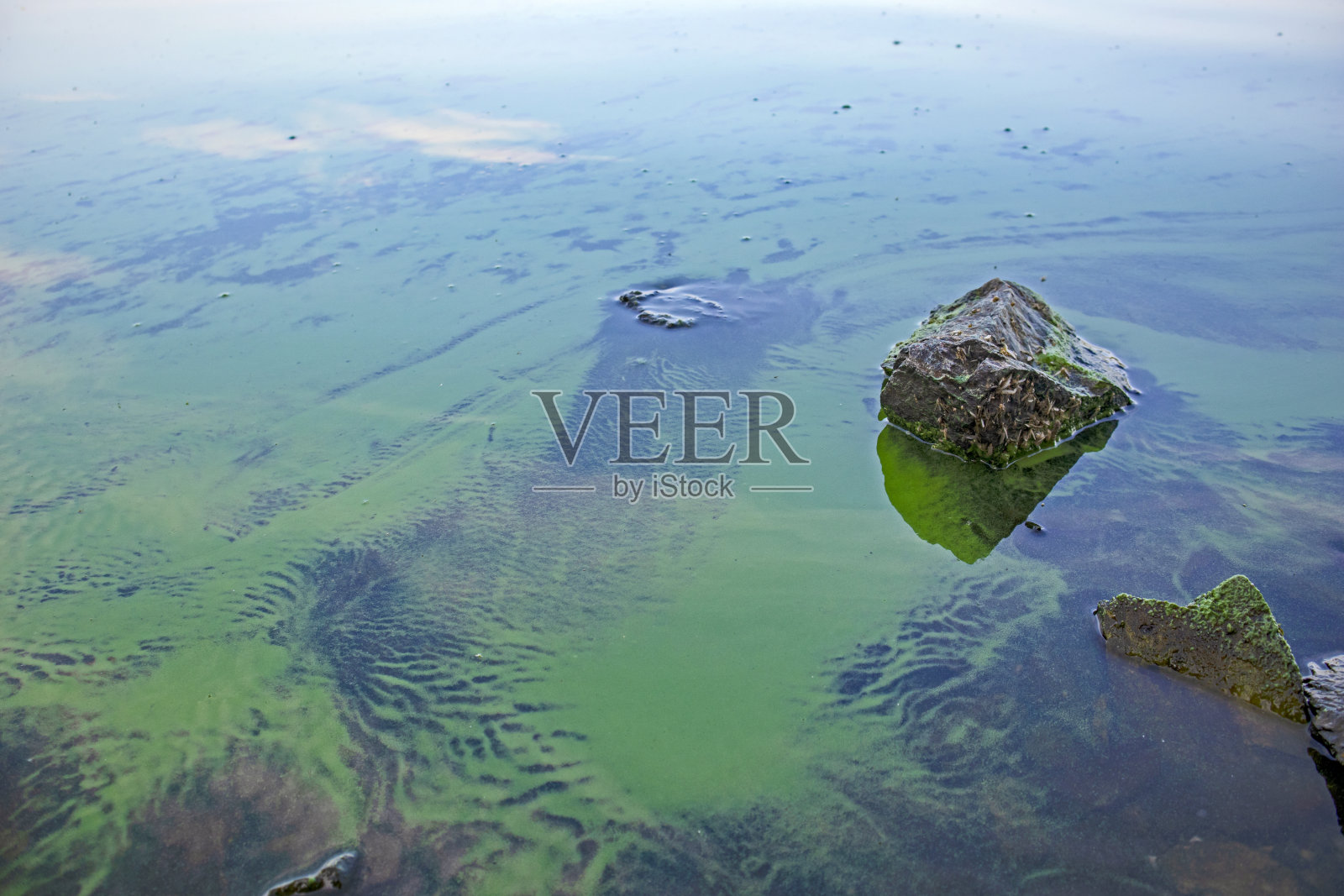 盛开的蓝藻(蓝细菌)。照片摄影图片