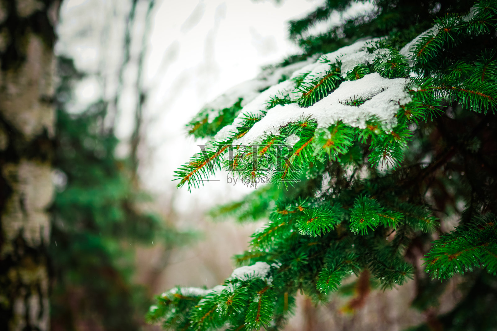 一种针叶树的分支照片摄影图片