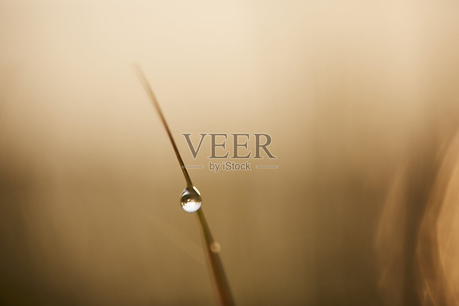 早晨的水滴照片摄影图片