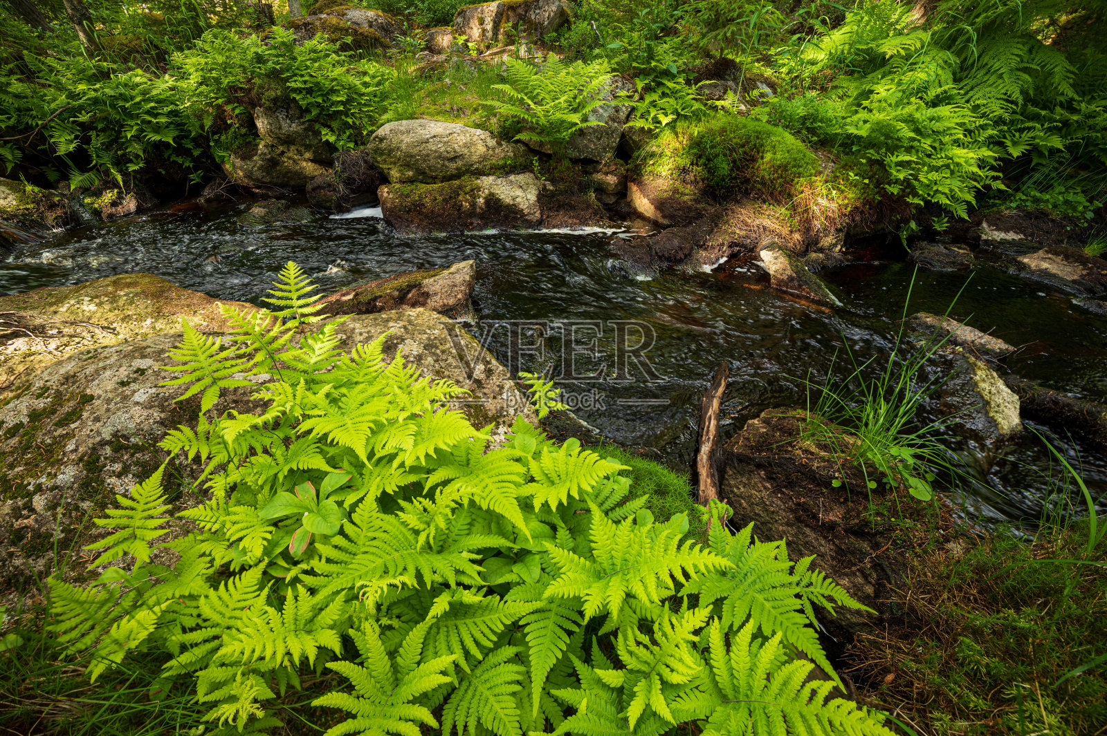 蕨类在森林小溪景观照片摄影图片