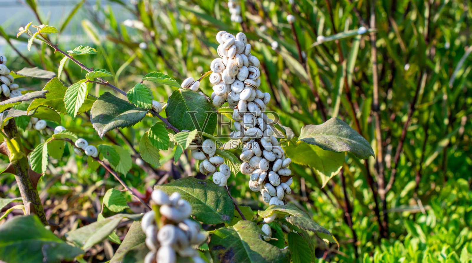 葡萄园里的蜗牛太多了照片摄影图片