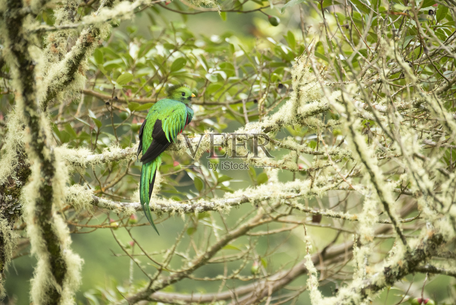 格查尔鸟照片摄影图片