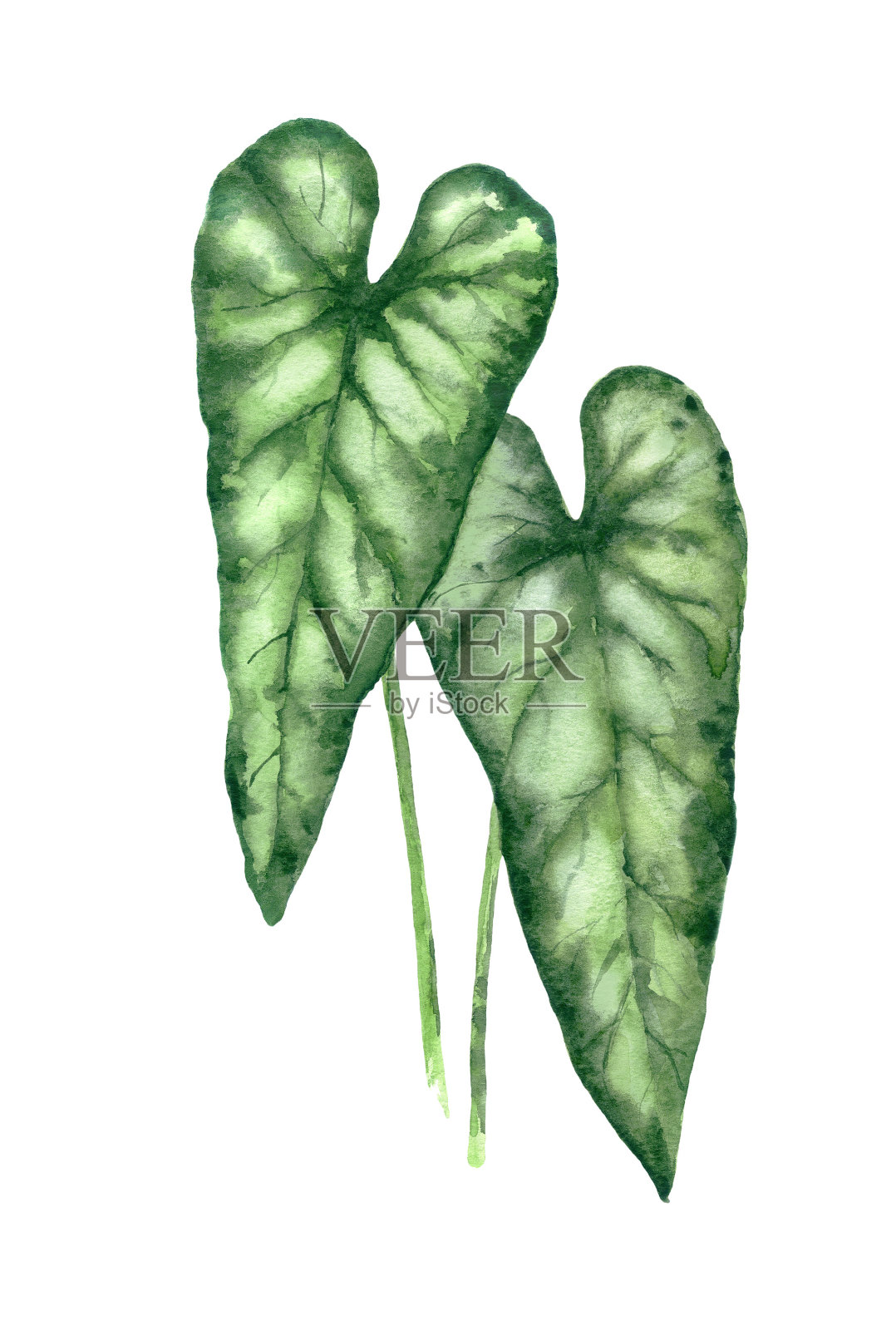 红掌植物的植物学插图插画图片素材