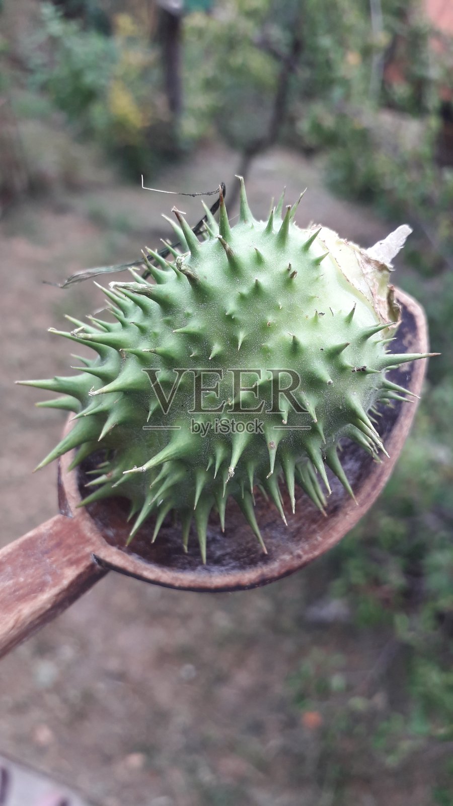 曼陀罗，俗称曼陀罗(曼陀罗)或魔鬼网照片摄影图片