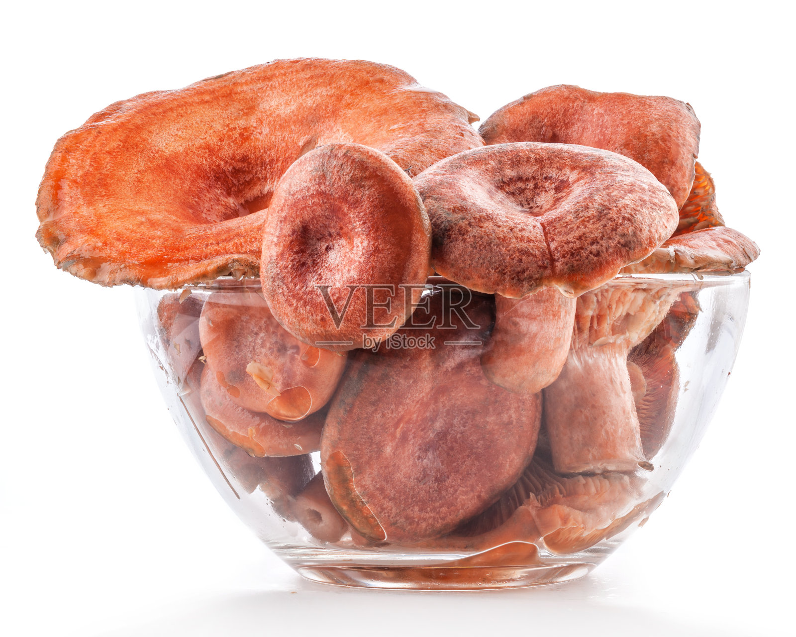 白色背景上分离的藏红花乳帽(乳松乳帽)照片摄影图片