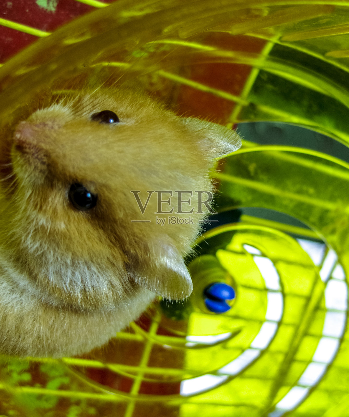 仓鼠被圈养在家。仓鼠转轮。红色的仓鼠照片摄影图片