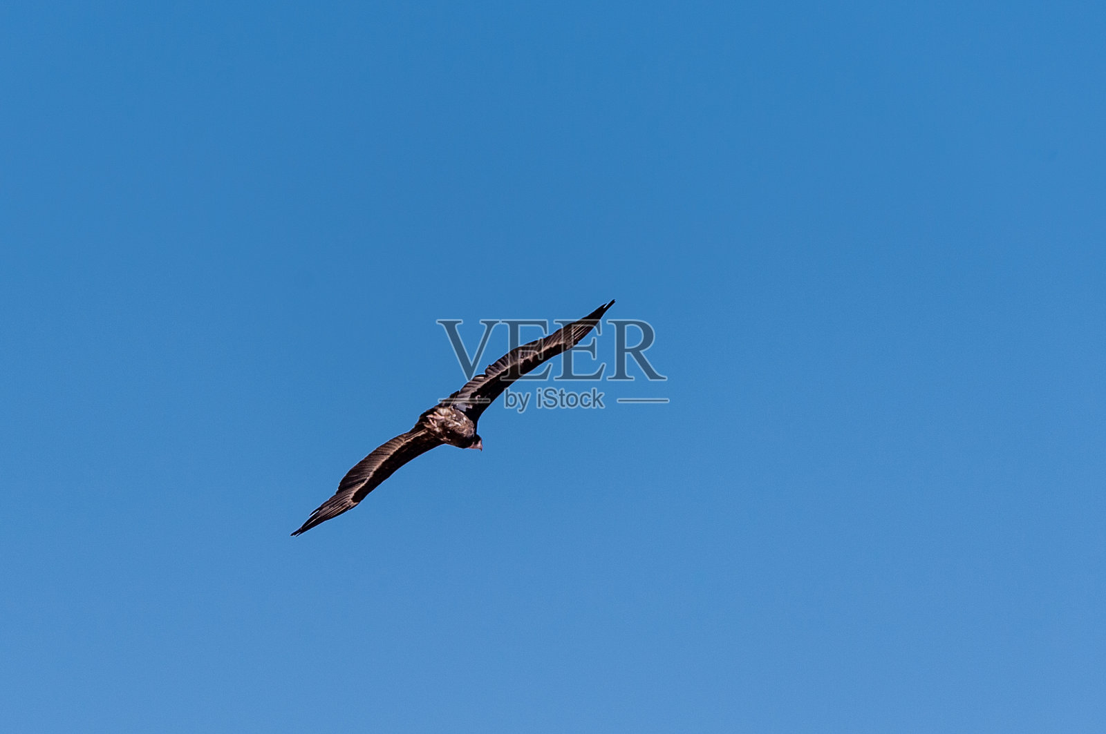 白头秃鹫在伊托沙上空飞行照片摄影图片