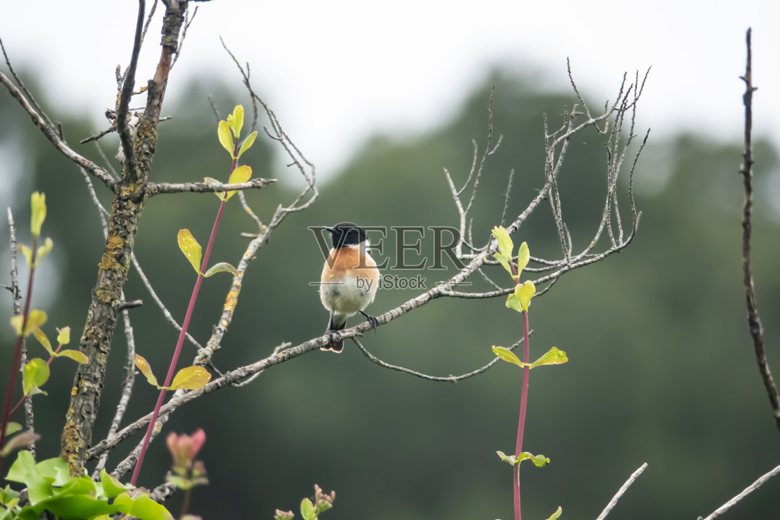 春天栖息在树枝上的欧洲石头聊天照片摄影图片