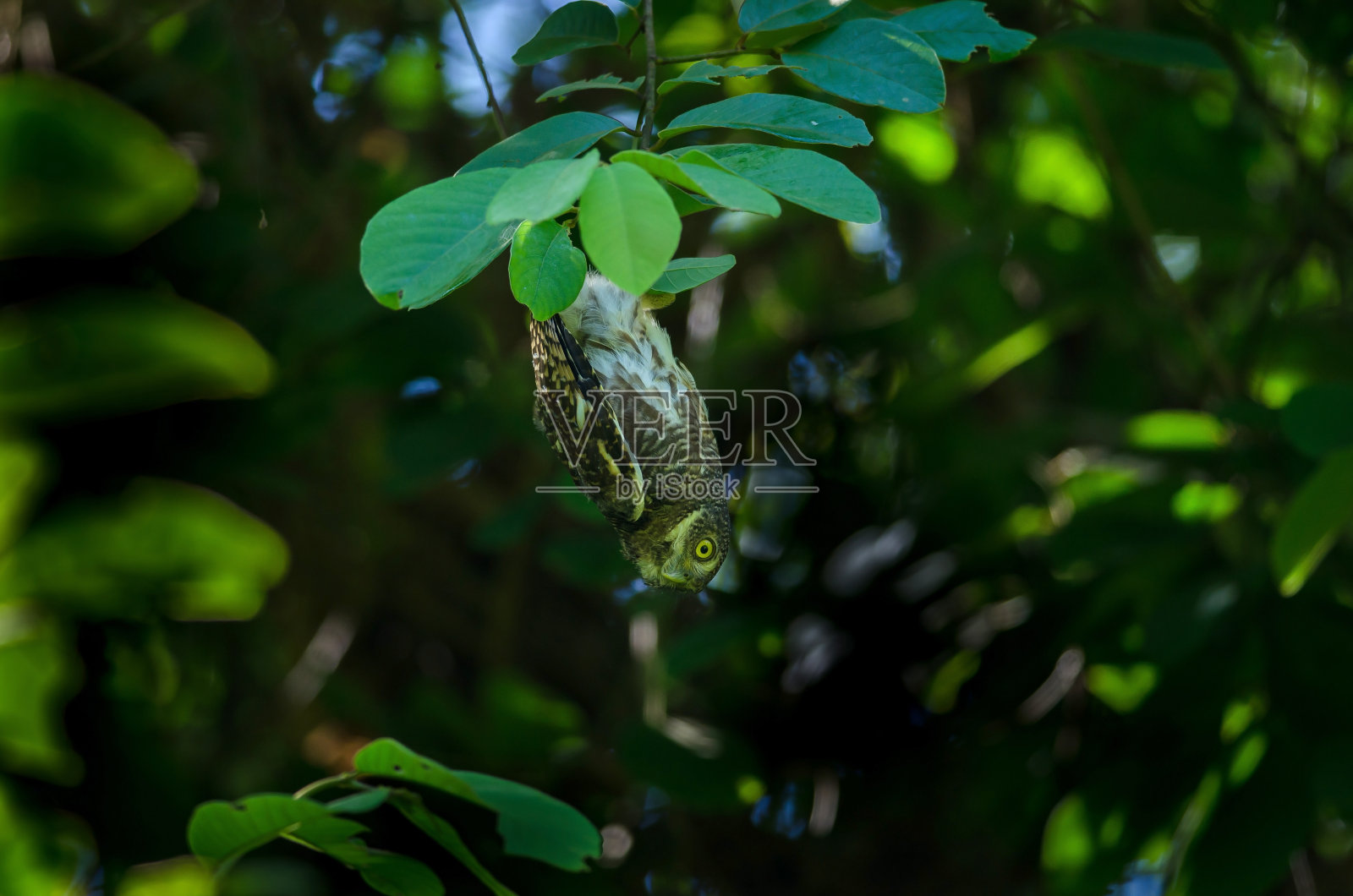 在自然界中，亚洲斑枭挂在树枝下照片摄影图片