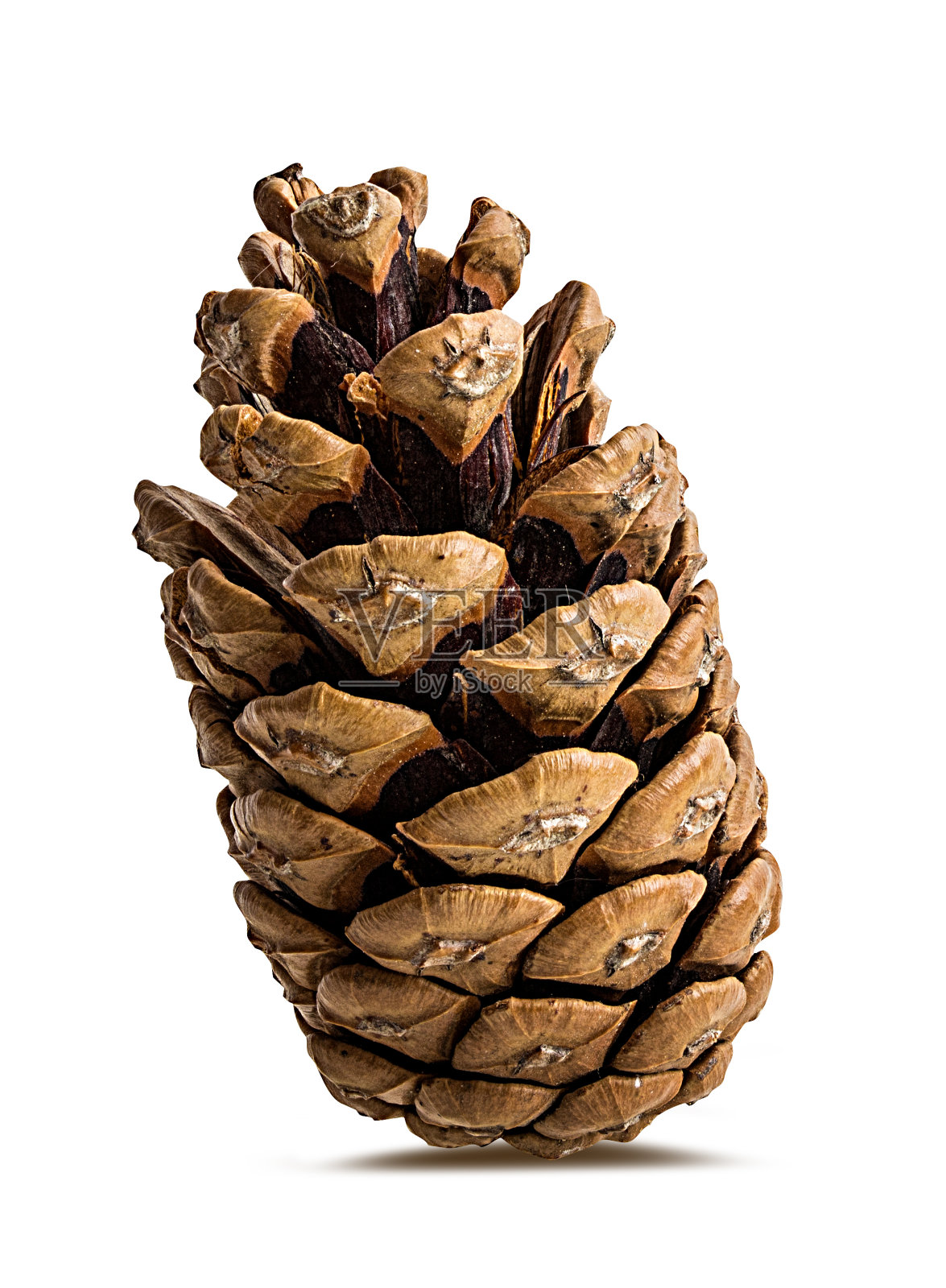 松果在白色背景与修剪路径照片摄影图片