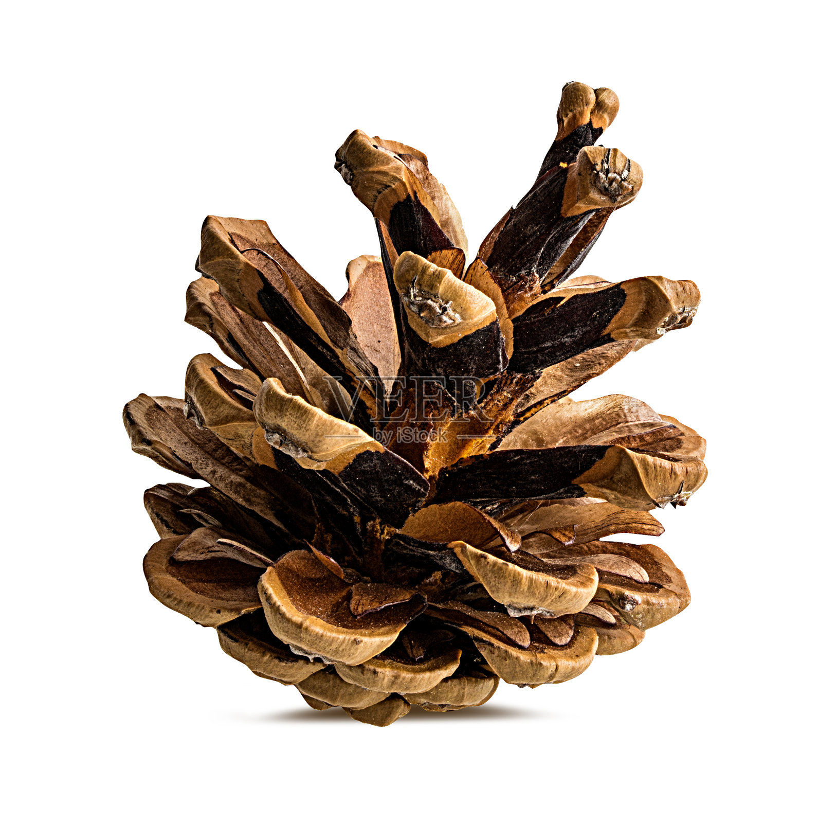松果在白色背景与修剪路径照片摄影图片