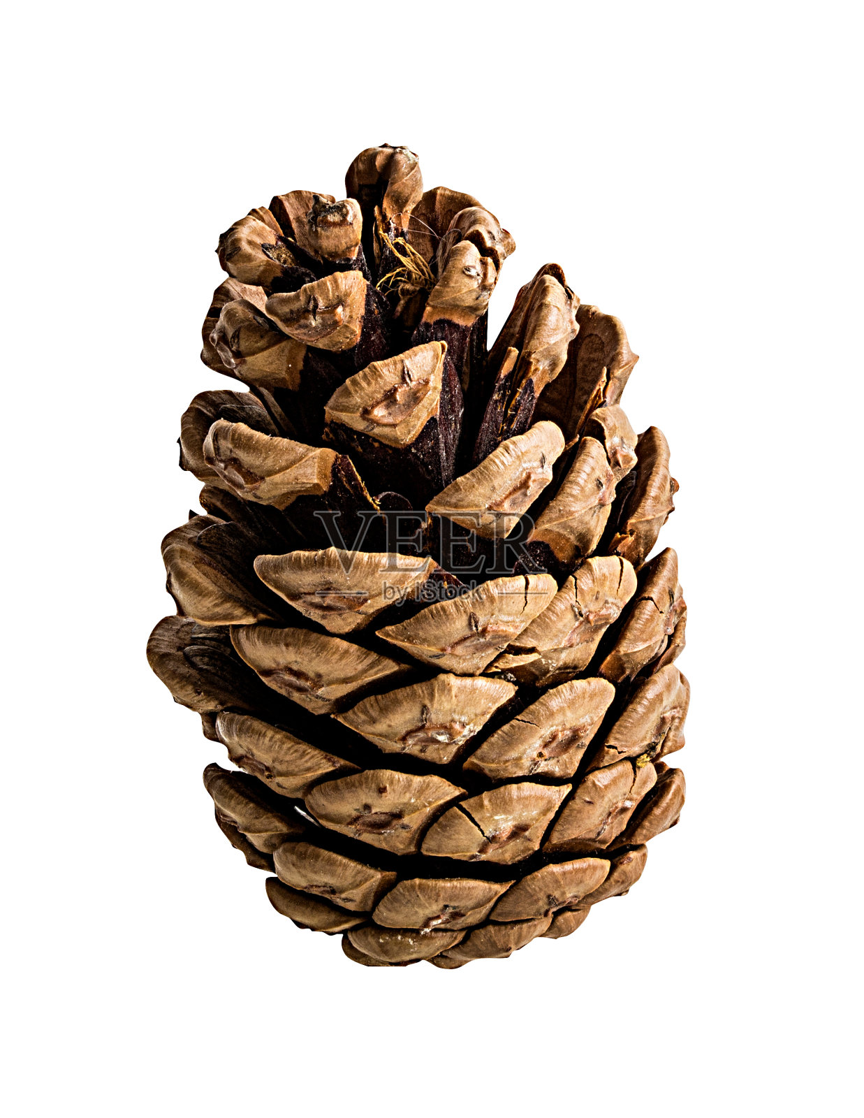 松果在白色背景与修剪路径照片摄影图片