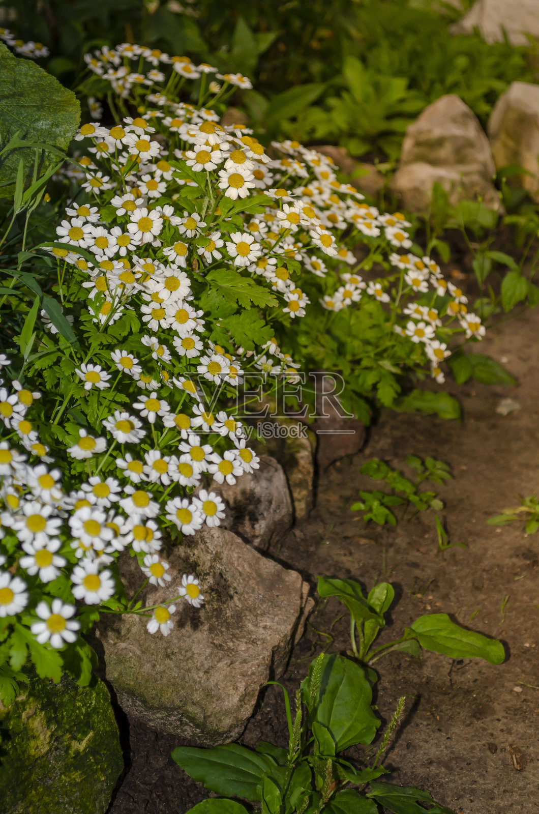 开普雏菊或非洲雏菊(骨种属)在花园边界上的雏菊灌木的细部照片摄影图片