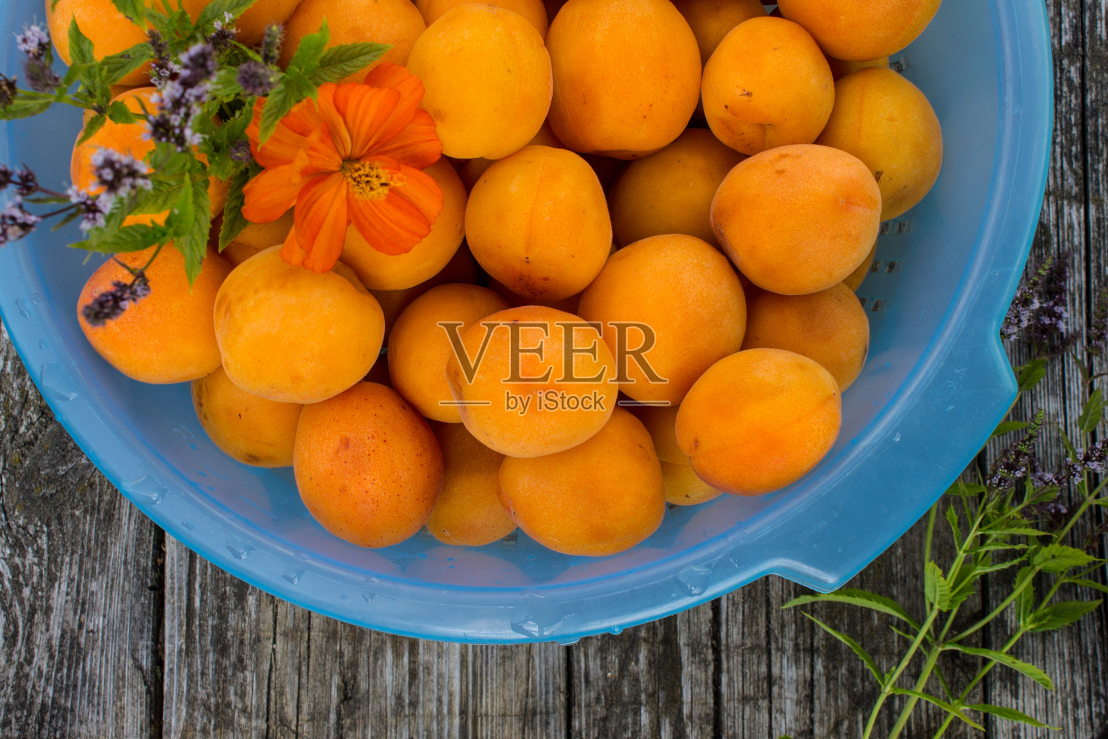 花园里的桌子上放着一只蓝色塑料碗，里面盛着成熟的黄色杏子照片摄影图片