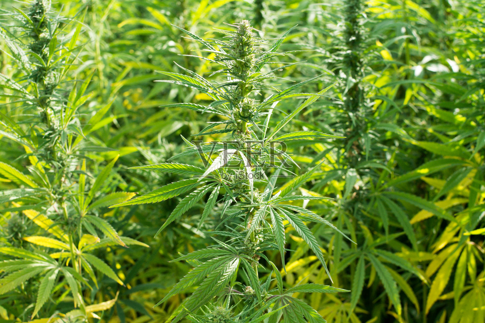 大麻田间种植的大麻，杂草，大麻哈希种植园照片摄影图片