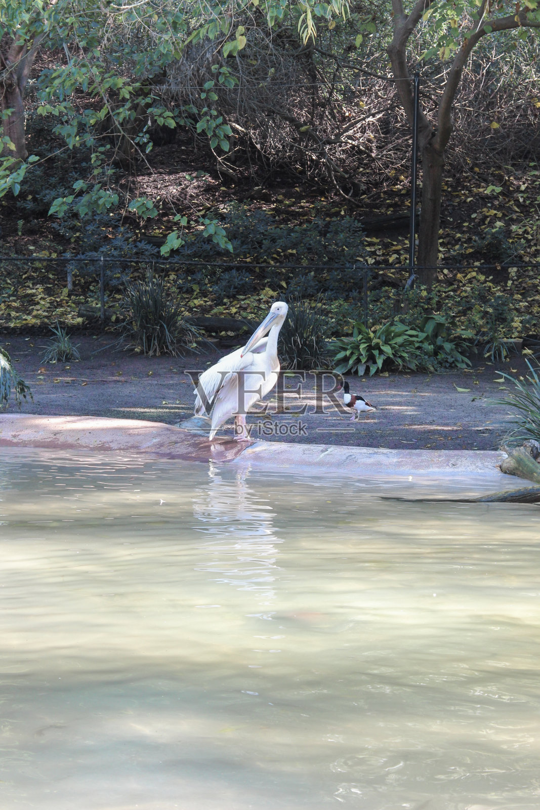 动物园里的野生动物。自然景观。照片摄影图片