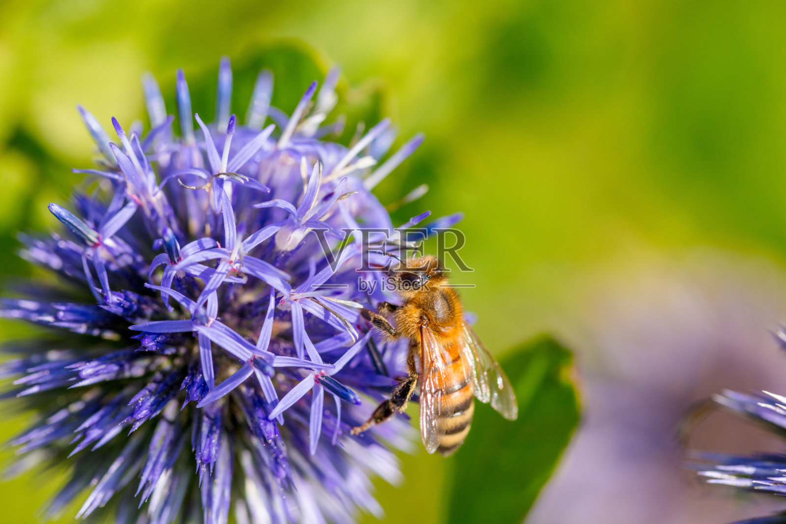 一种蜜蜂寄生在南刺花上照片摄影图片