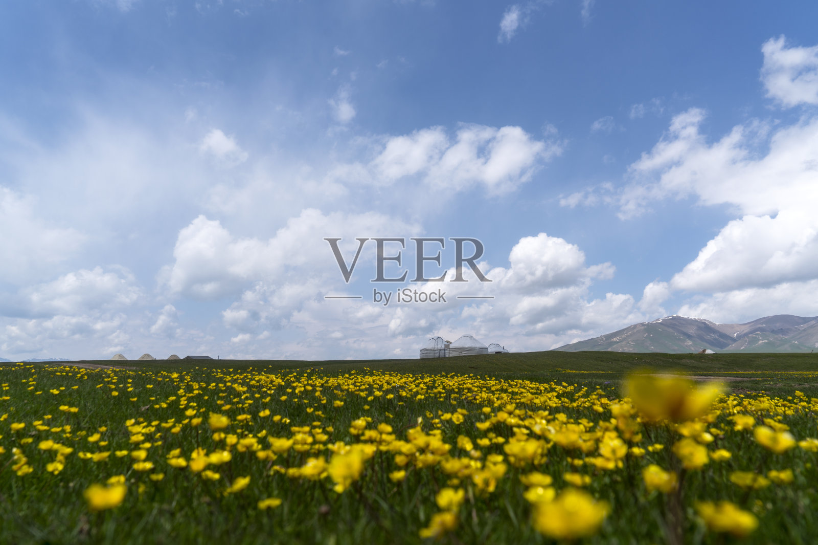 美丽的风景，黄花和多云的天空照片摄影图片