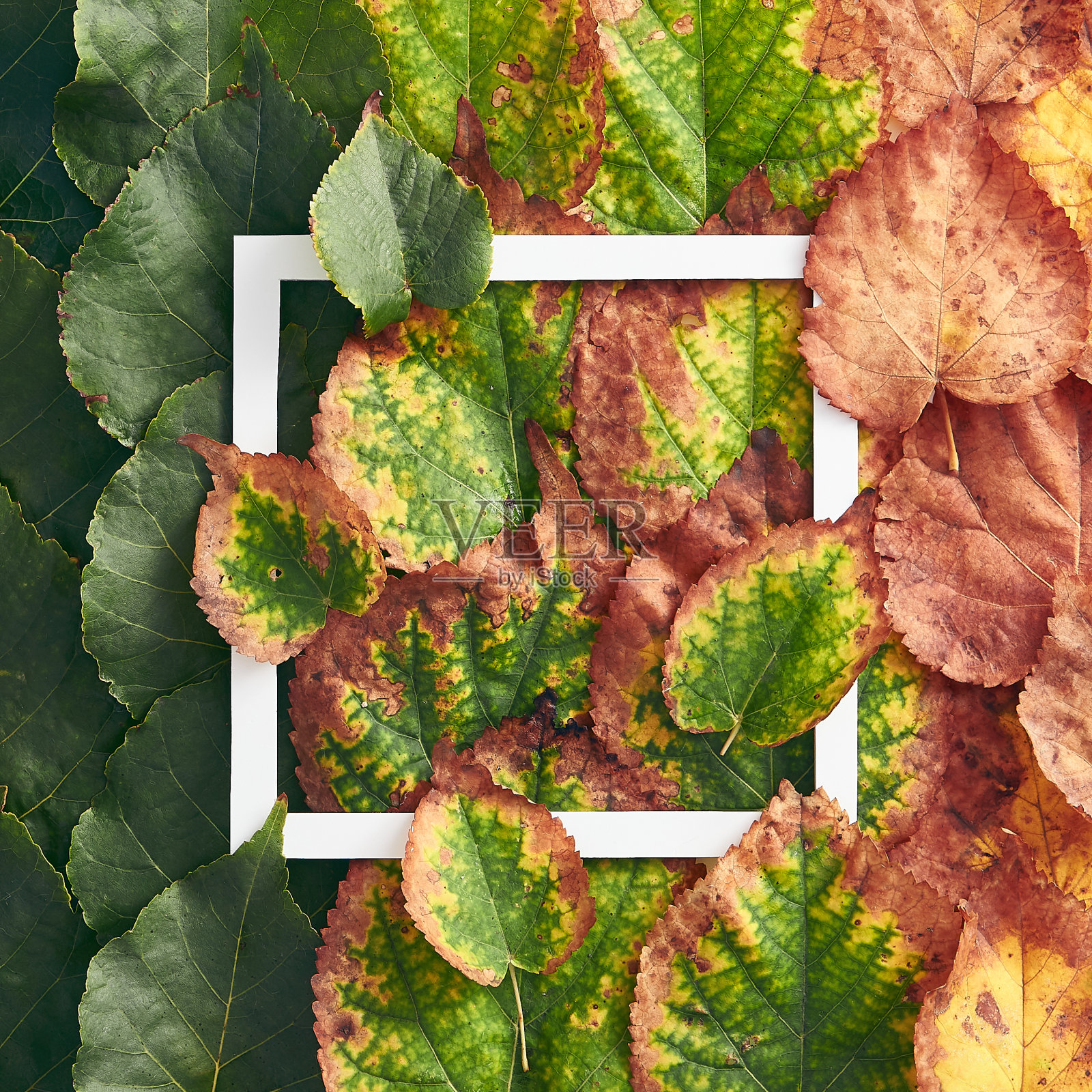 创意简约的秋季概念。用绿色和红色的秋叶做成的框架。坡度落平Lay。俯视图照片摄影图片