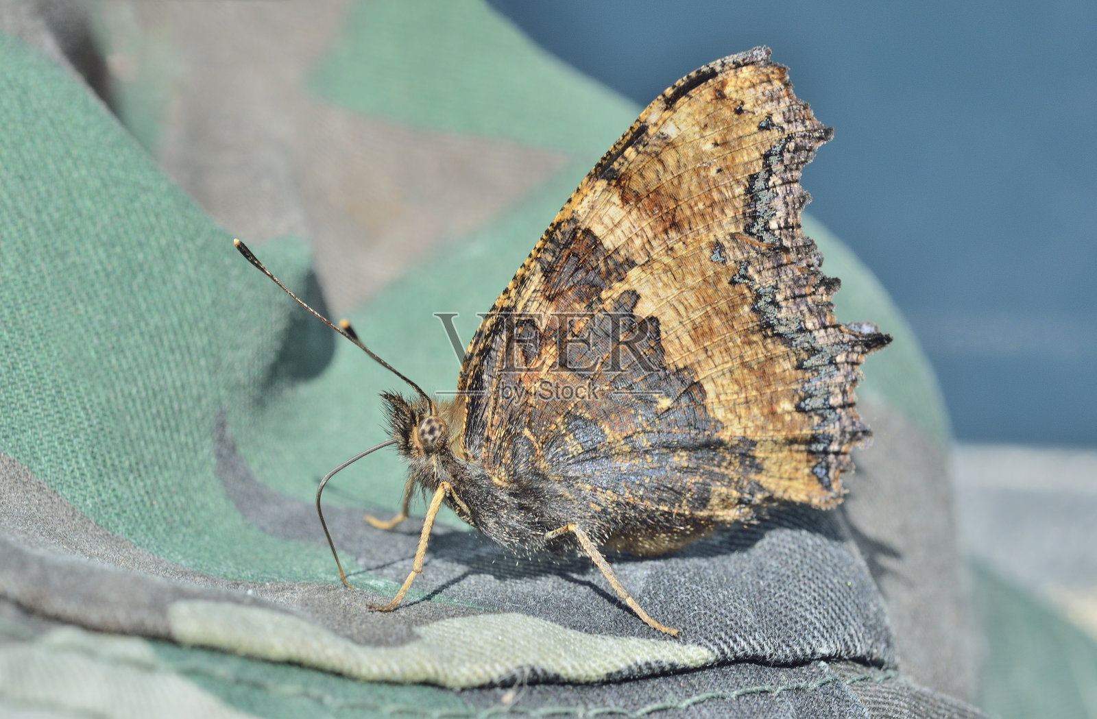 蝴蝶 （尼姆哈利斯桑托梅拉斯） 7照片摄影图片