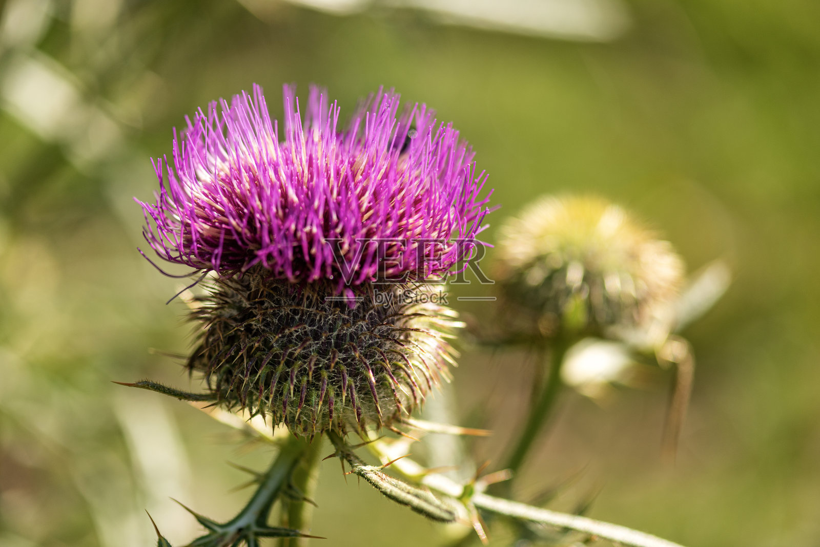 紫蓟花-意大利的巴尔多山照片摄影图片