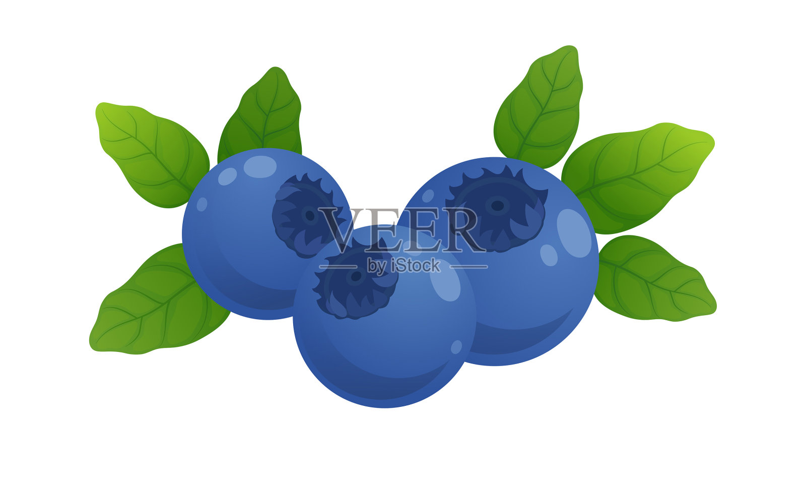 矢量蓝莓分离在白色背景。设计元素图片