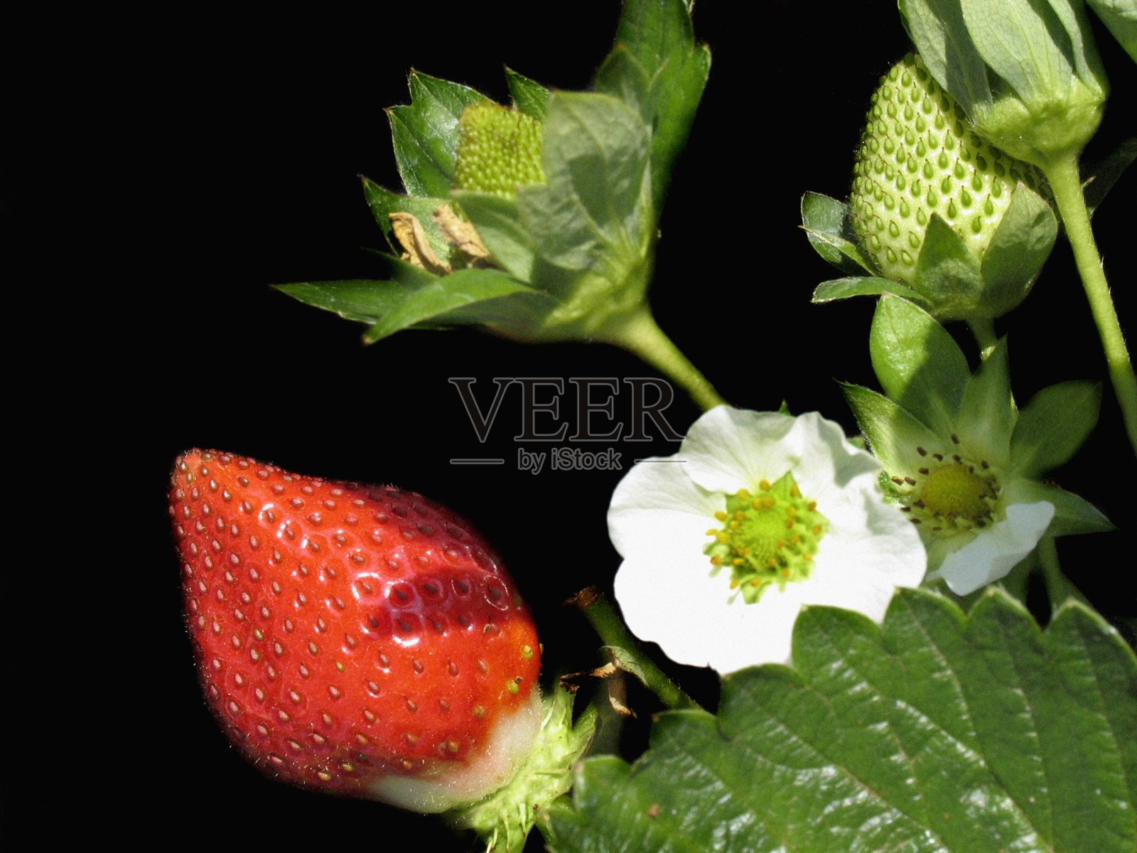 草莓水果和花。Mahabaleshwara, Satara, Maharasthra，印度照片摄影图片