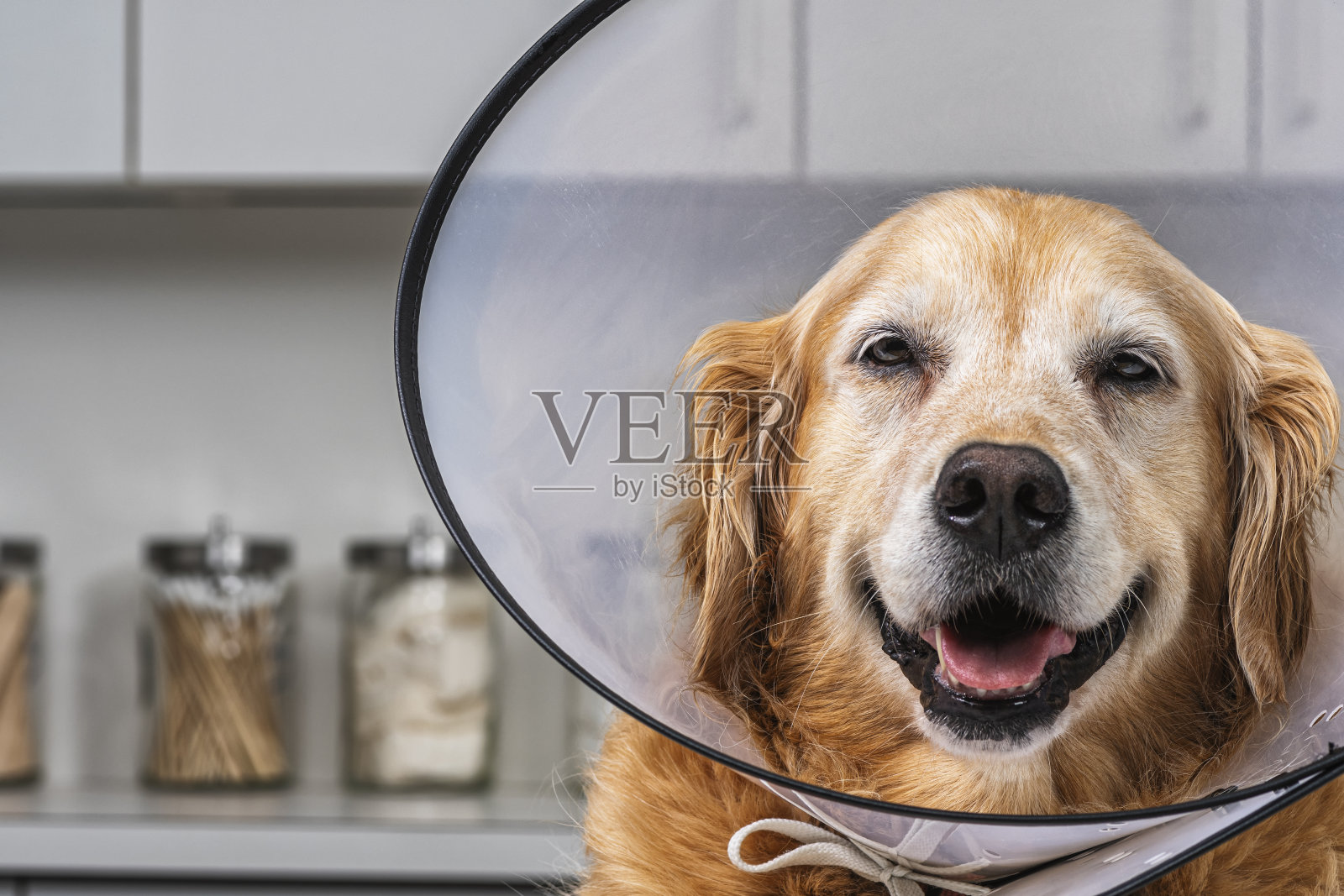 金毛猎犬戴着“耻辱锥”电子项圈在兽医办公室照片摄影图片