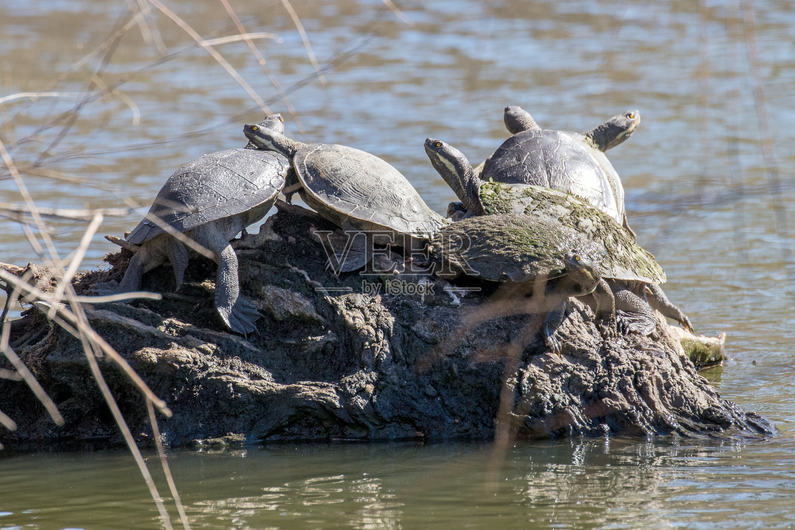 墨累河龟照片摄影图片