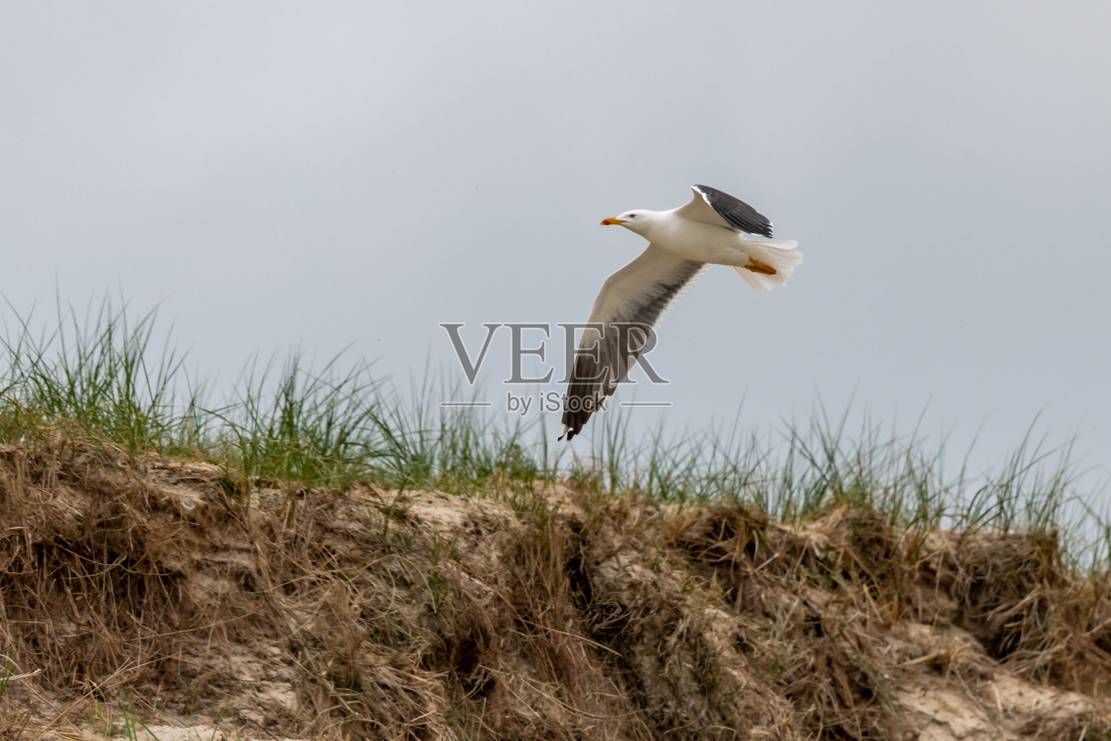 小黑背鸥(黑背鸥)，生活在德国的阿姆鲁姆岛照片摄影图片