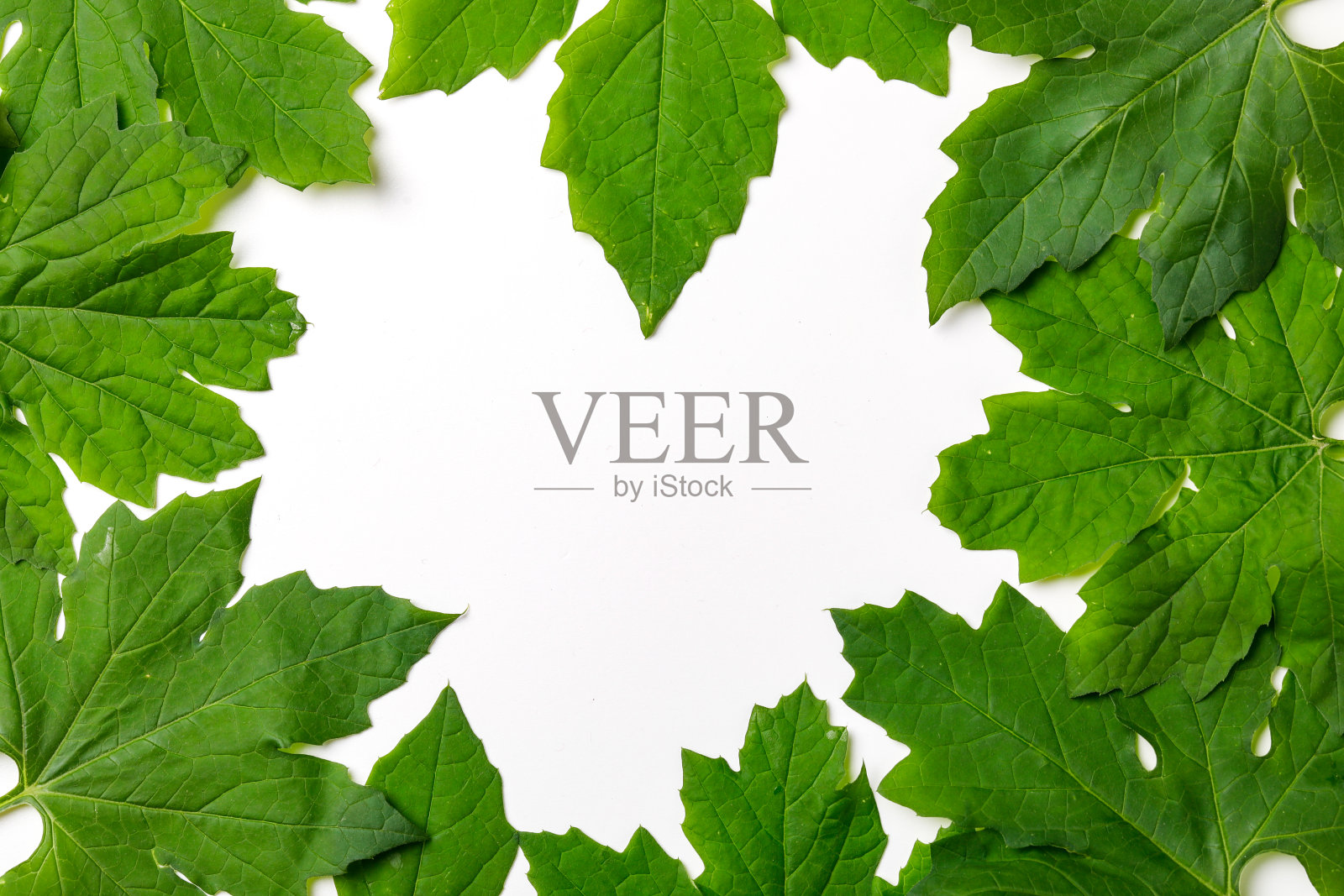 绿叶框架抽象背景孤立在白色上照片摄影图片