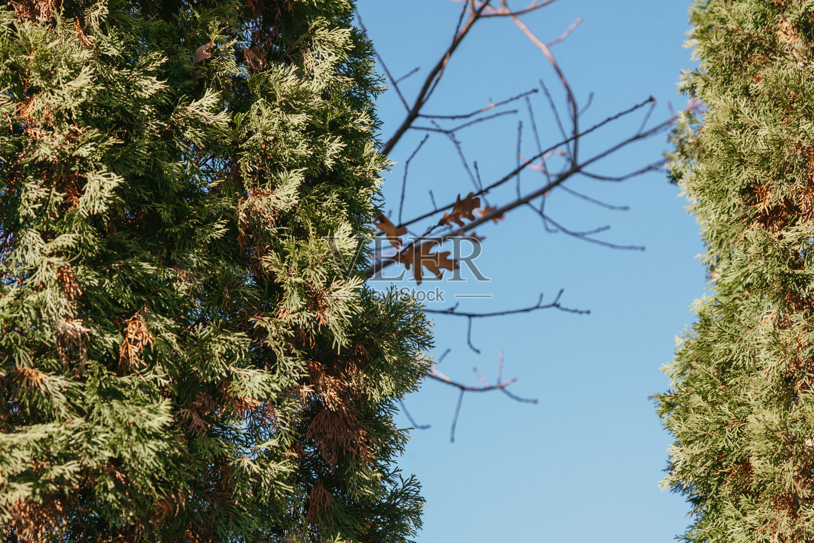 两棵绿柏树映衬着蓝天照片摄影图片