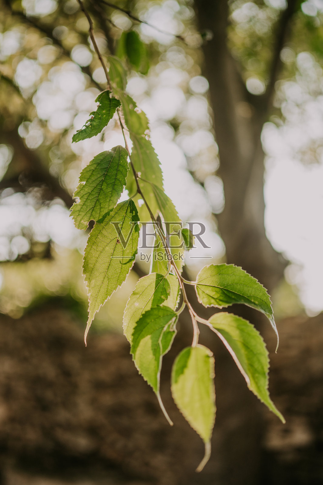美丽的绿叶照片摄影图片