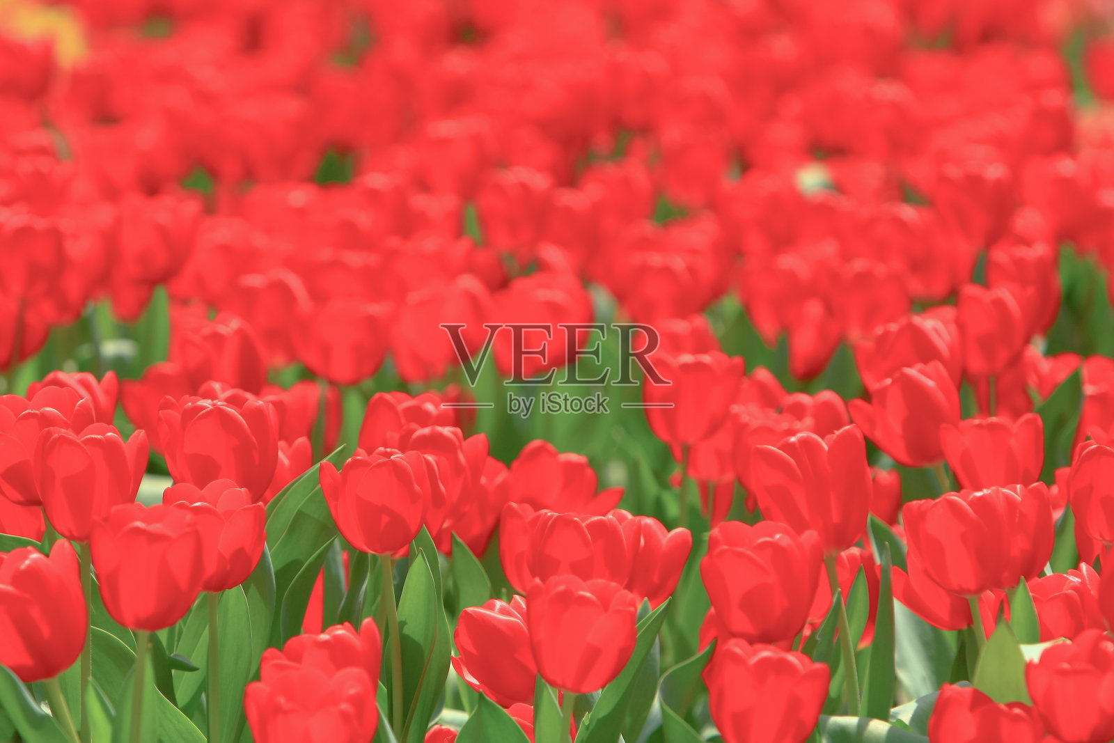 香港缤纷郁金香花展照片摄影图片