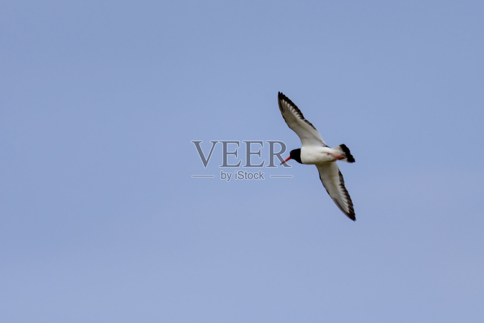 德国北部海域阿姆鲁恩岛上的捕牡蛎者照片摄影图片