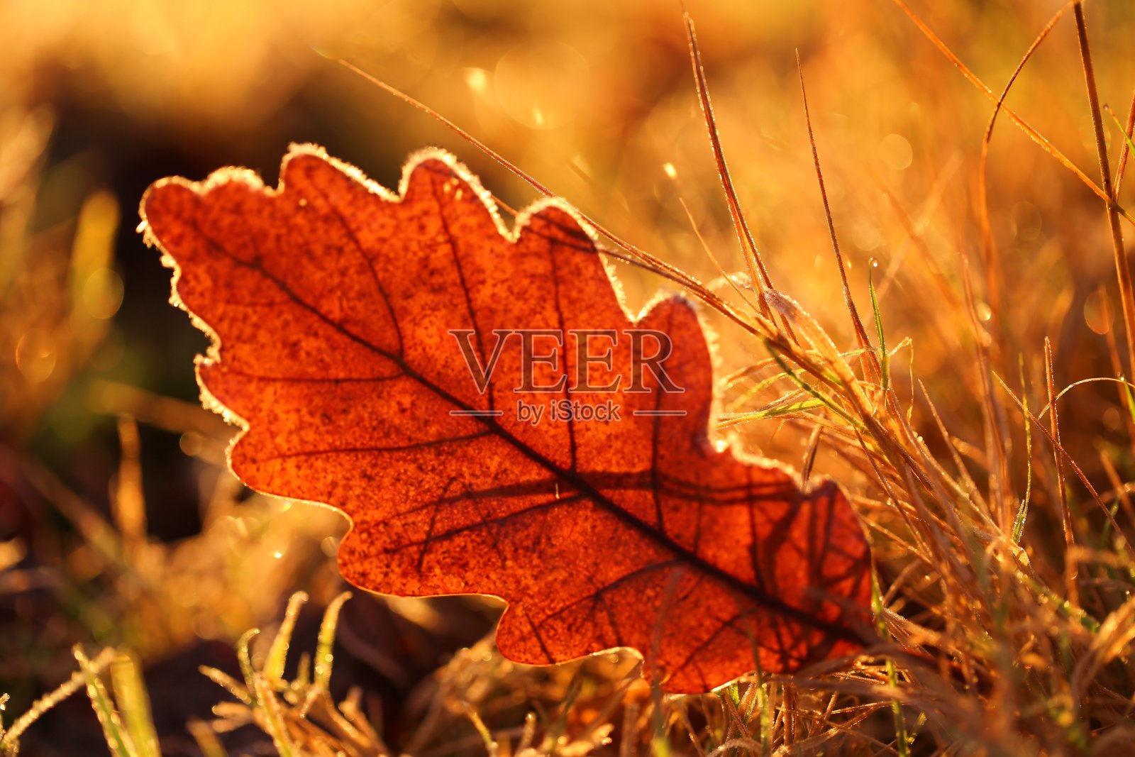 秋天棕色的橡树叶在冰冻的草地上结了霜。深秋。秋天的时间照片摄影图片