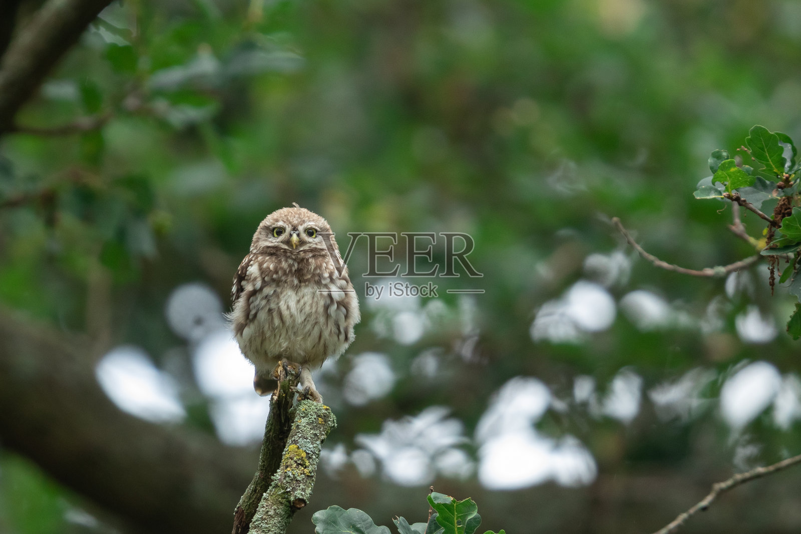 小猫头鹰在树上照片摄影图片