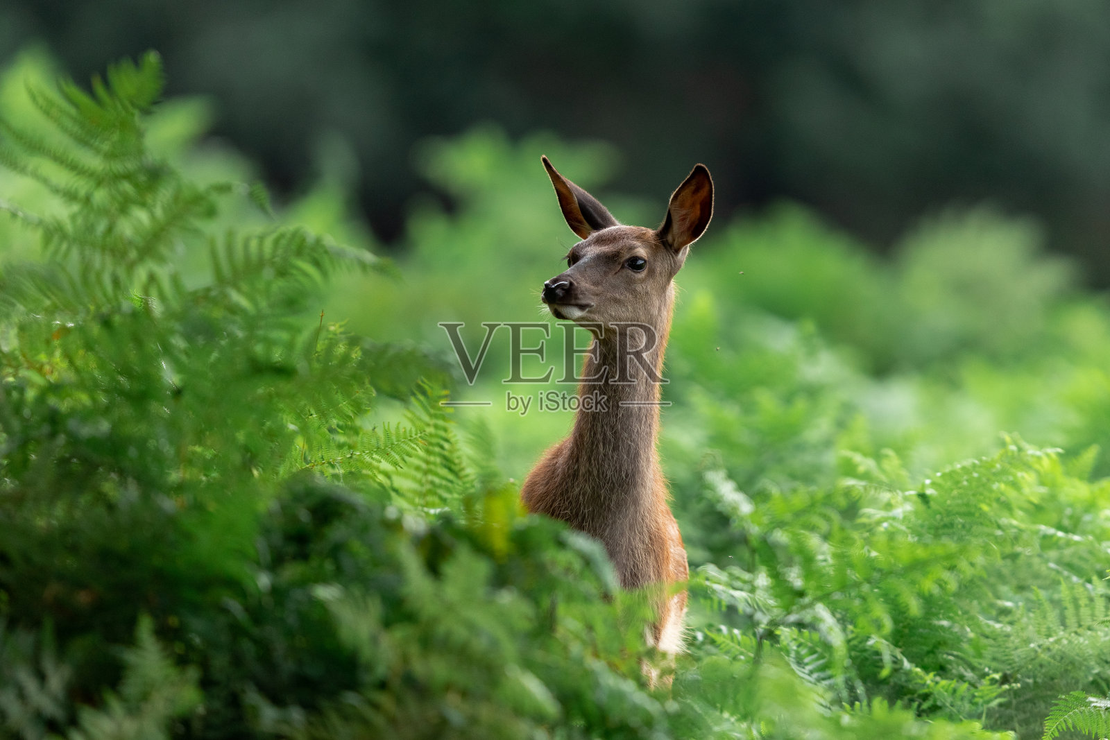 森林里的母鹿和小鹿照片摄影图片
