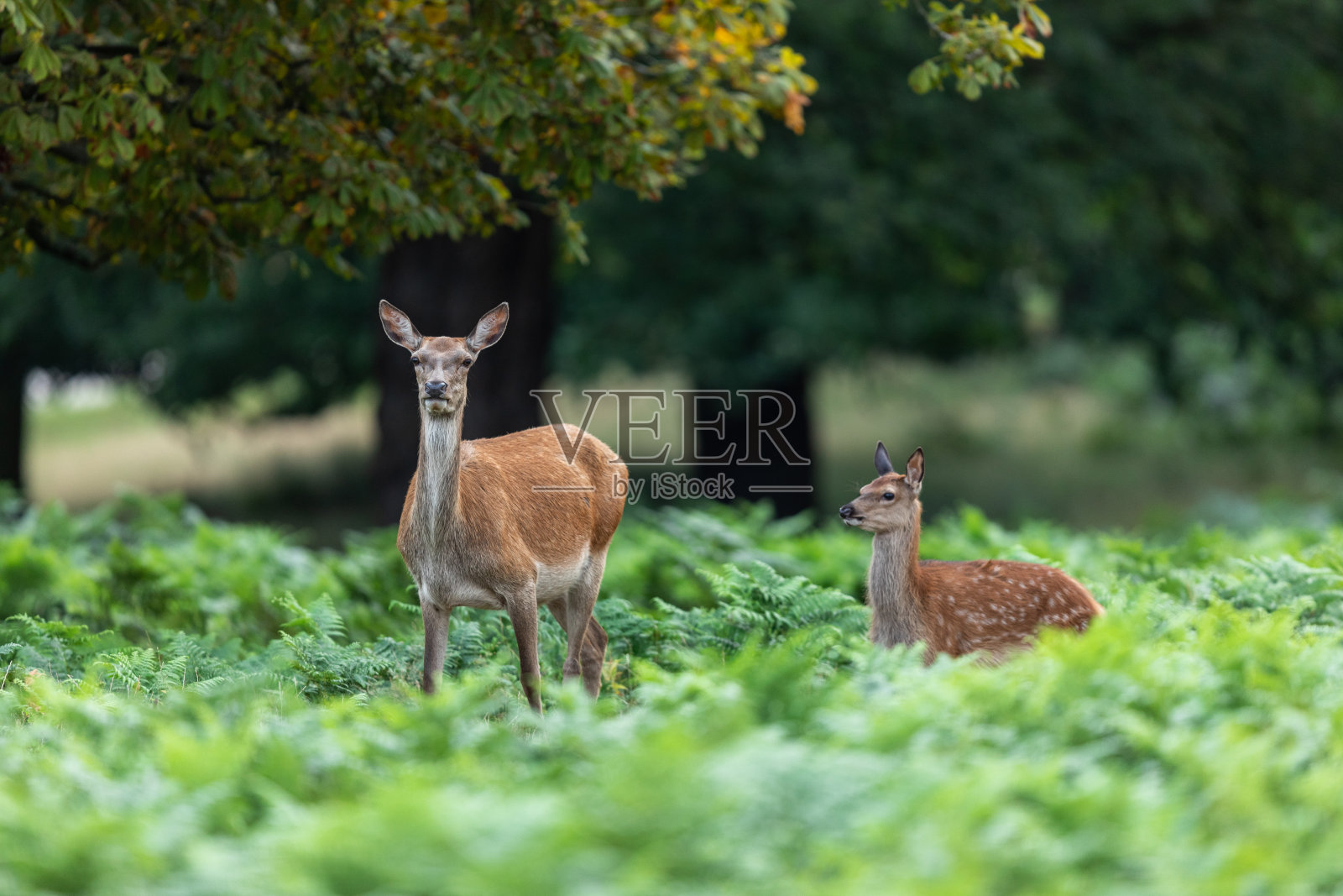 森林里的母鹿和小鹿照片摄影图片
