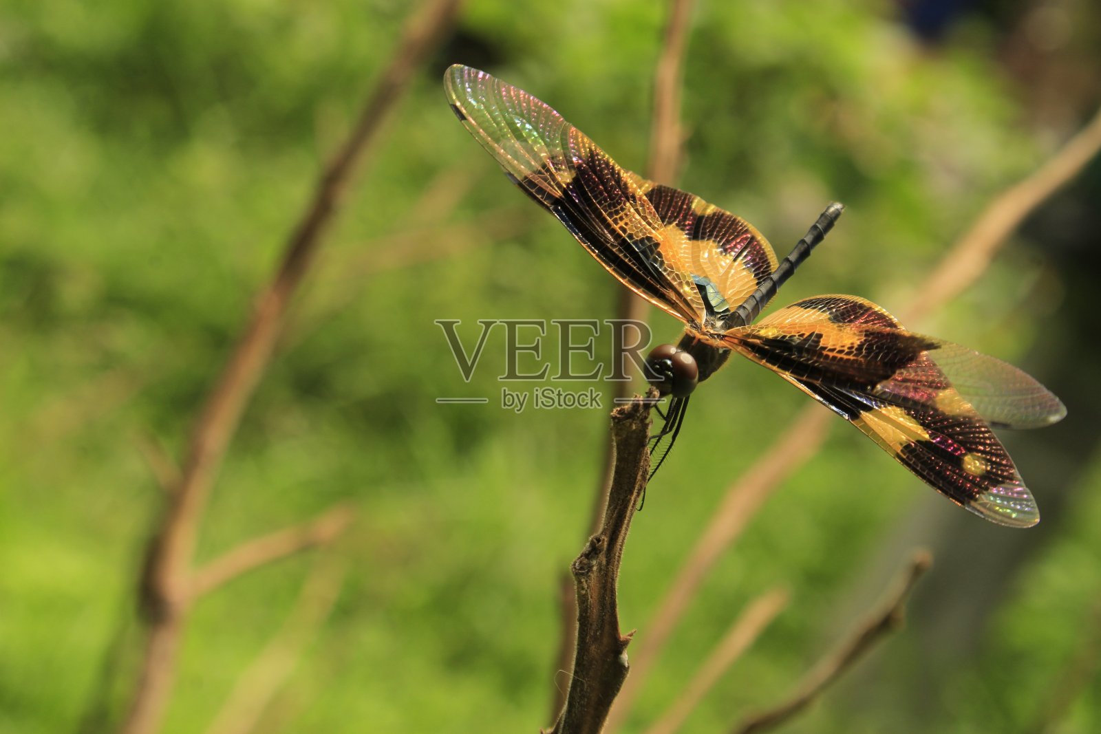 自然界常见的画翅或斑翅蜻蜓(斑翅蜻蜓)。照片摄影图片