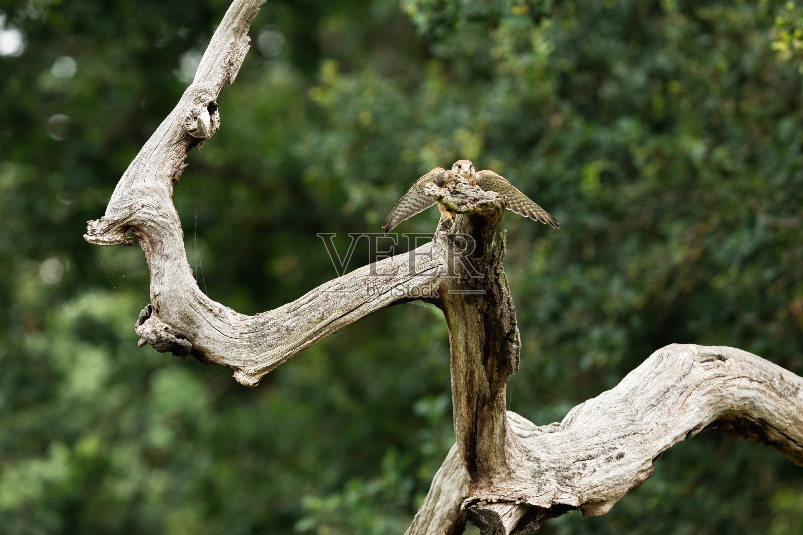 普通的红隼照片摄影图片
