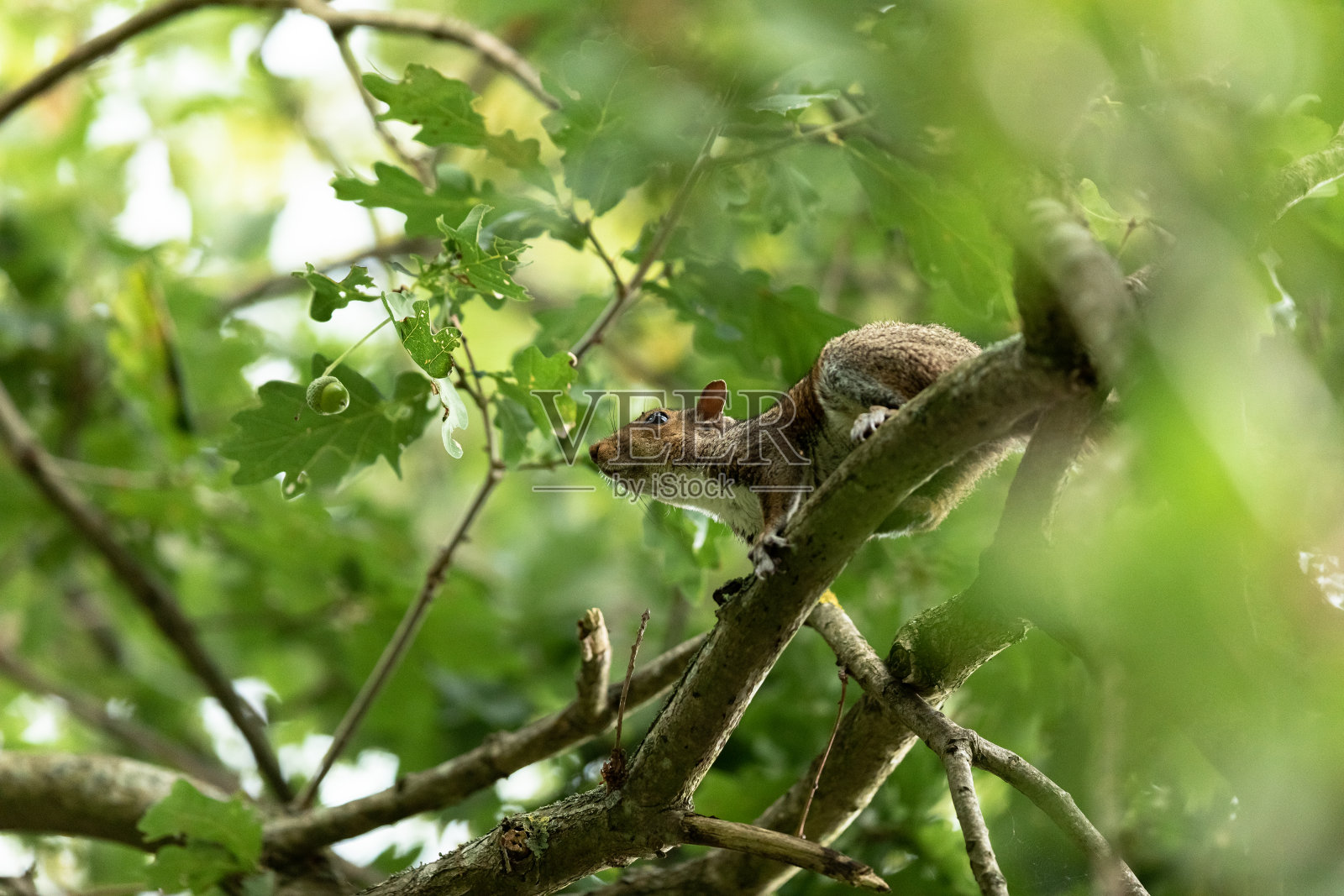 灰松鼠在树上照片摄影图片