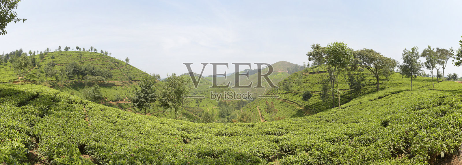 卢旺达靠近Nyungwe森林的茶园照片摄影图片