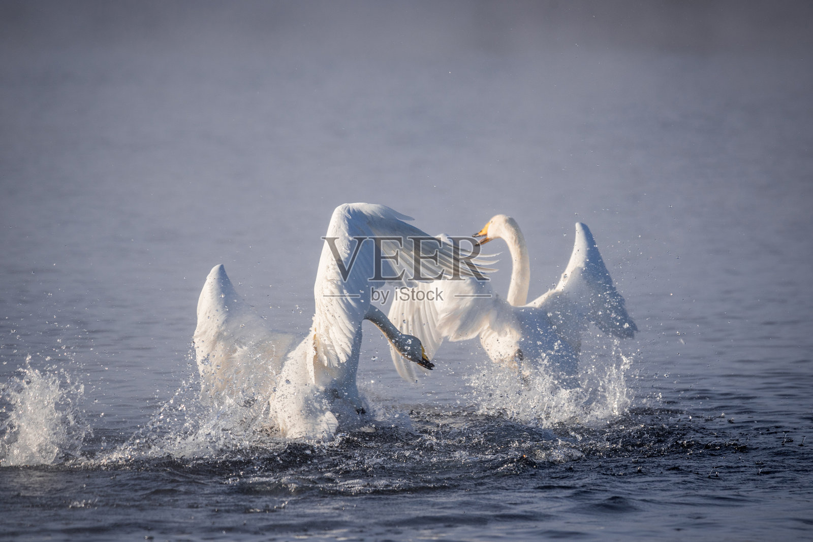 天鹅的战斗。一只天鹅攻击另一只鸟照片摄影图片