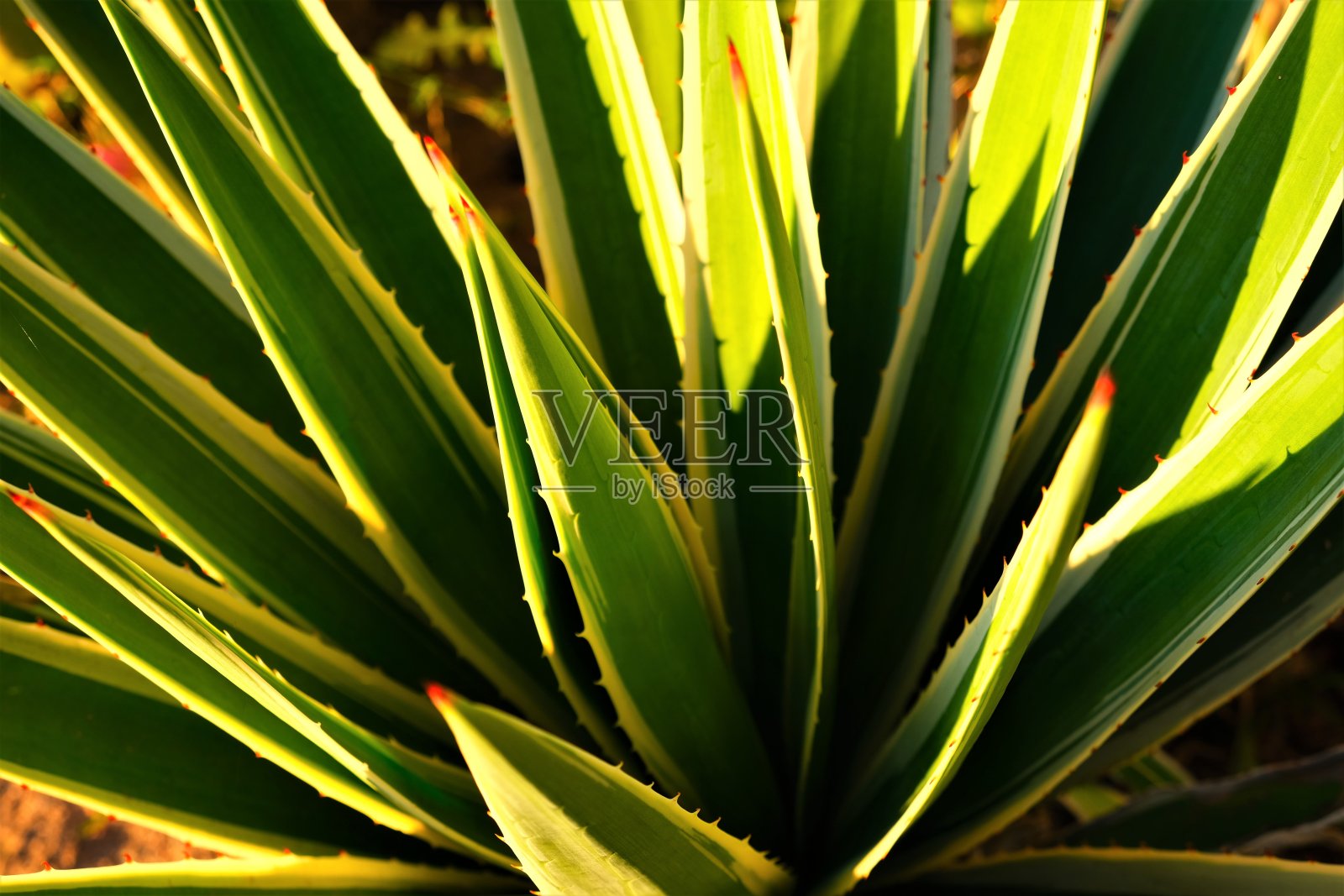 日落时沙漠仙人掌的特写。还有剑形植物，有刺，开淡粉色的仙人掌花。照片摄影图片