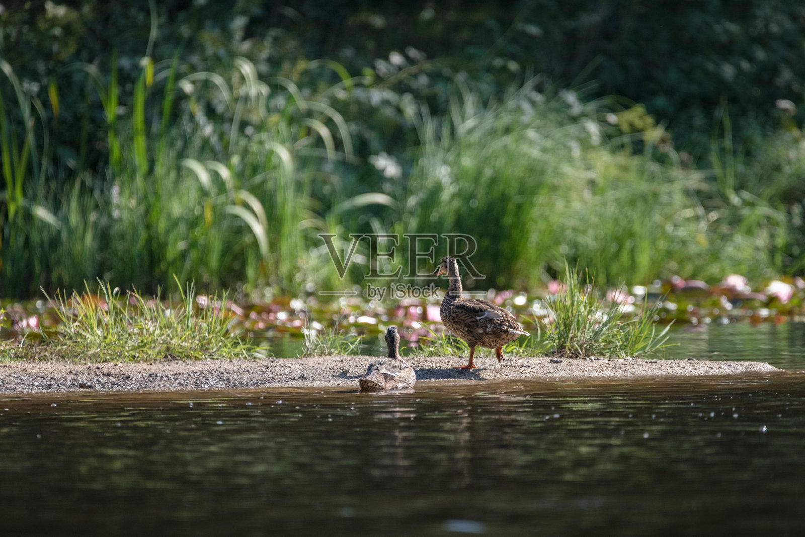 池塘上的鸭子照片摄影图片