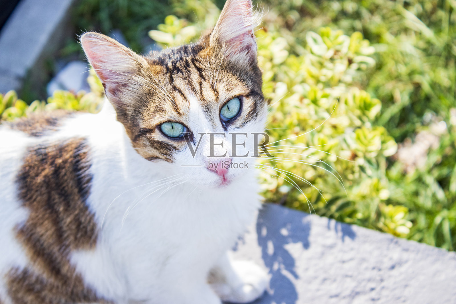 可爱和甜蜜的猫在自然的花园照片摄影图片