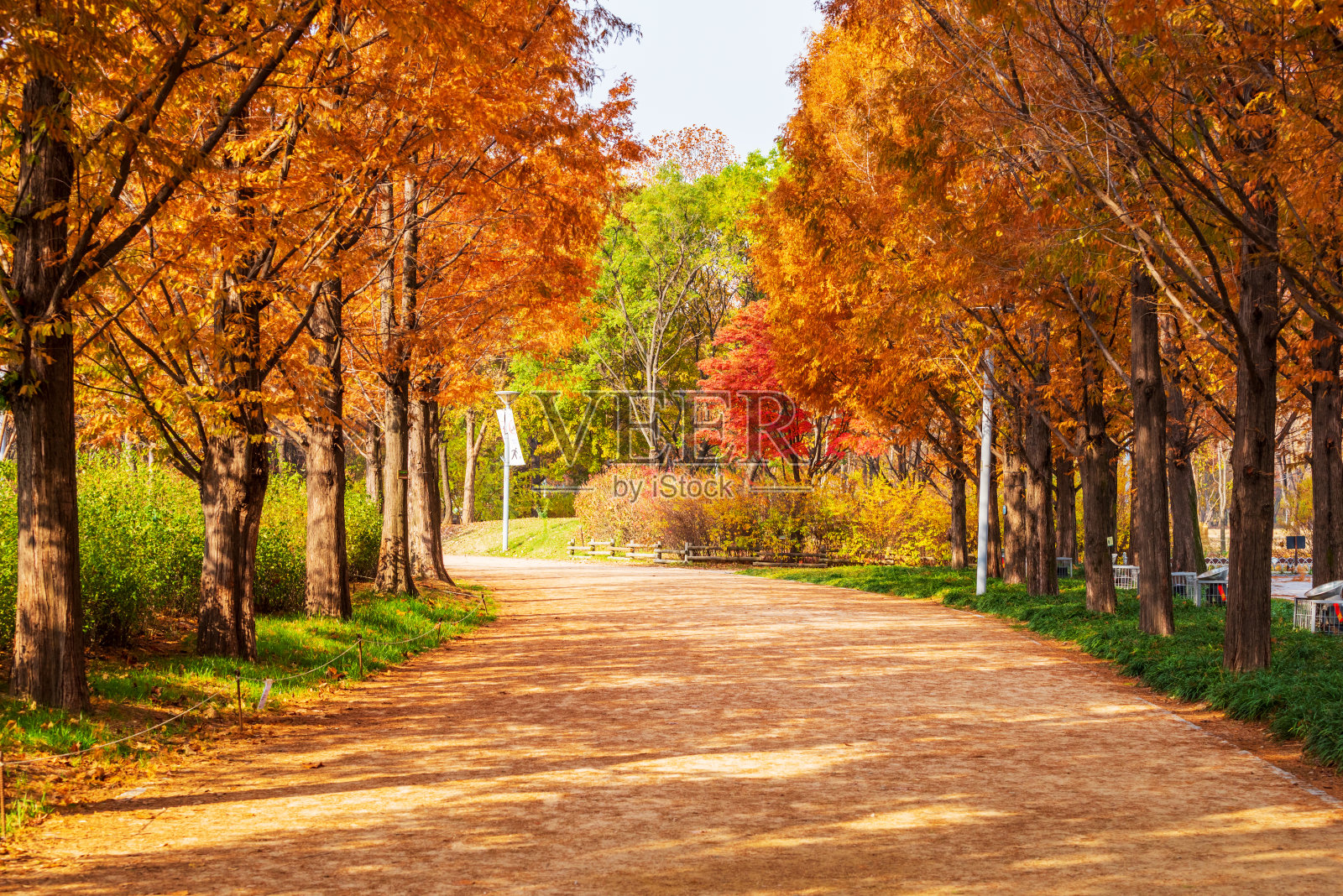 韩国首尔公园里的秋天路。照片摄影图片