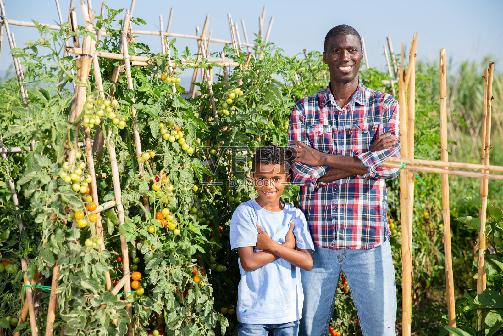 一户农民在田间收割葡萄照片摄影图片